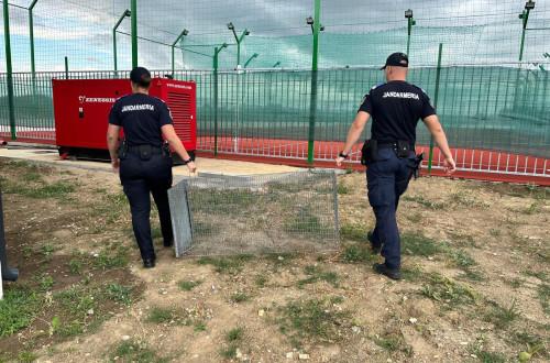 **Rókakölykök az Iskolapadban**

Képzelj el egy különleges iskolát, ahol a tanulók nem csupán emberek, hanem apró, játékos rókakölykök! Az iskola udvarán vidáman szaladgálnak a kis rókák, akik kíváncsian fedezik fel az új világot. A reggeli napfényben a v